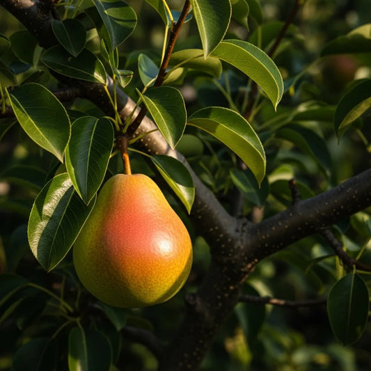 5ft 'Onward' Pear Tree | Bare Root | 2 Years Old