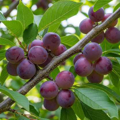 5ft Dwarfing Opal Plum Tree | Bare Root | 2 Years Old