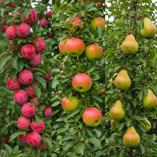 Mini Orchard Collection | Apple, Pear & Plum Trees