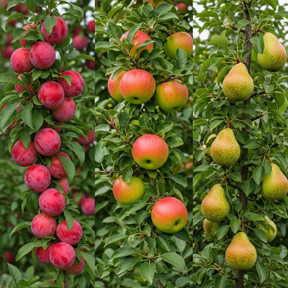 Mini Orchard Collection | 3 Bare Root Trees |  5ft Apple, Pear & Plum Trees