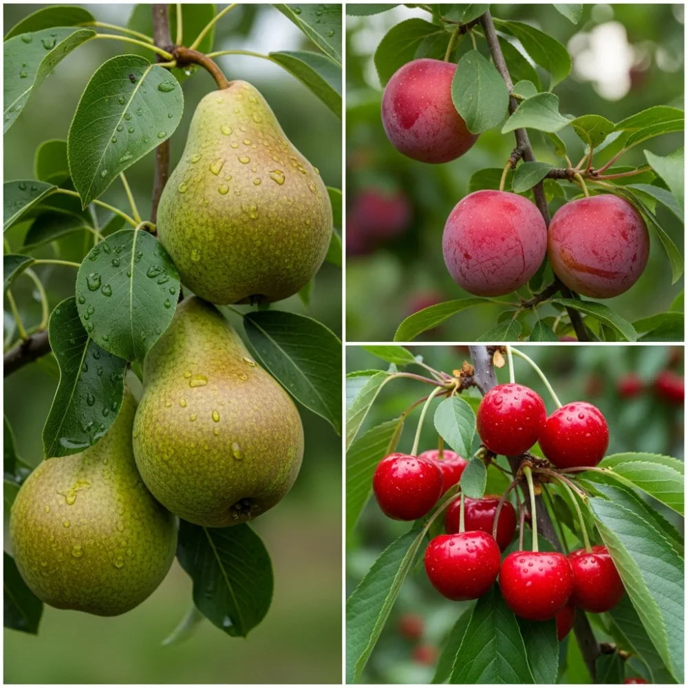 Mini Orchard Collection | Cherry, Pear & Plum Trees