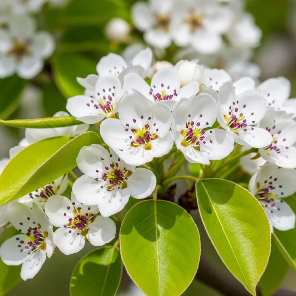 5ft Ornamental Pear Tree | Pyrus Chanticleer | 9L Pot | 2 Years Old