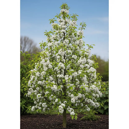 5ft Ornamental Pear Tree | Pyrus Chanticleer | Bare Root | 2 Years Old