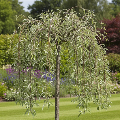 5ft Ornamental Weeping Silver Pear Tree | Pyrus salicifolia 'Pendula' | Bare Root | 2 Years Old