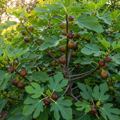 30cm 'Osborn's Prolific Fig Tree | 3L Pot