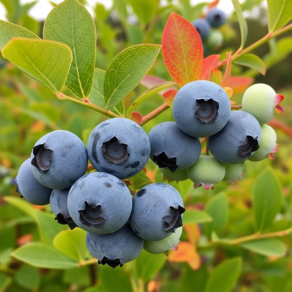 3 Ozarkblue' Blueberry Plants | 2L Pots
