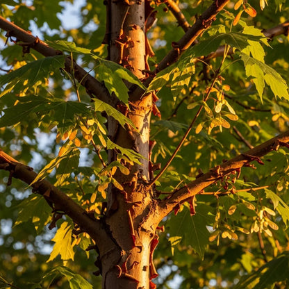 6ft Paperbark Maple Tree | Acer griseum | 15L Pot