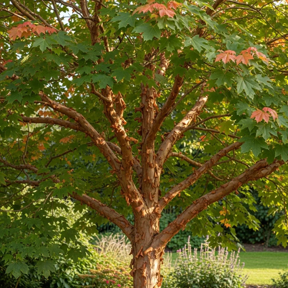 6ft Paperbark Maple Tree | Acer griseum | 15L Pot