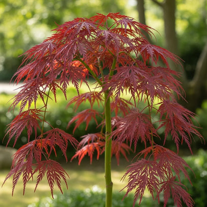 3ft 'Inaba-shidare' Patio Acer Tree | 3L Pot