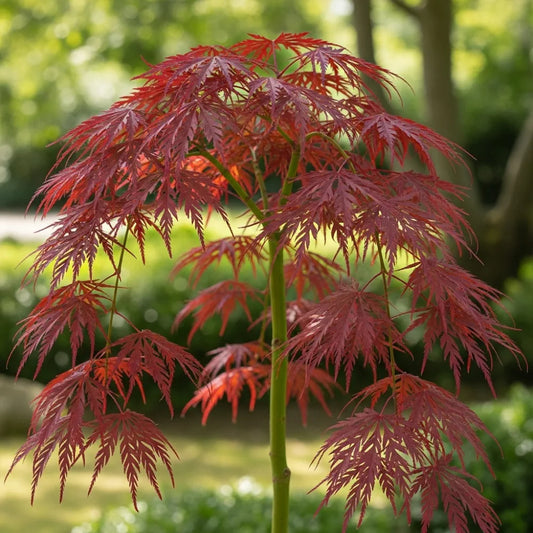 3ft 'Inaba-shidare' Patio Acer Tree | 3L Pot