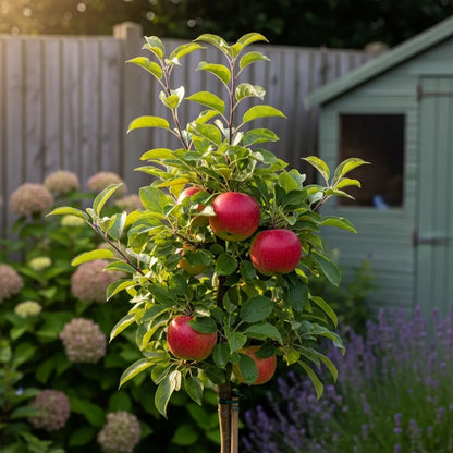 Patio 'Jonagold' Apple Tree | 3ft | Bare Root