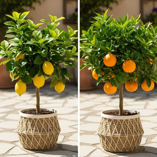 Patio Citrus Collection | Orange, Lemon, Lime, Kumquat & Citron Trees | 6 Patio Citrus Trees