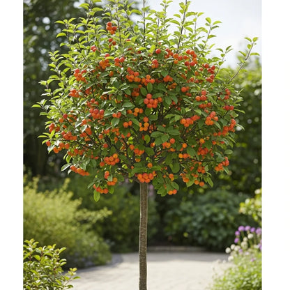 3ft 'Evereste' Patio Crabapple Tree | 3L Pot
