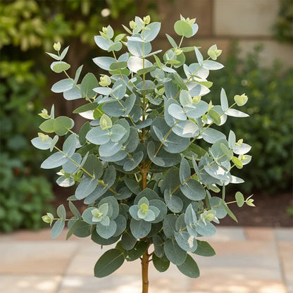 3ft Hardy Eucalyptus Tree | Eucalyptus gunnii 'Azura'® | 3L Pot