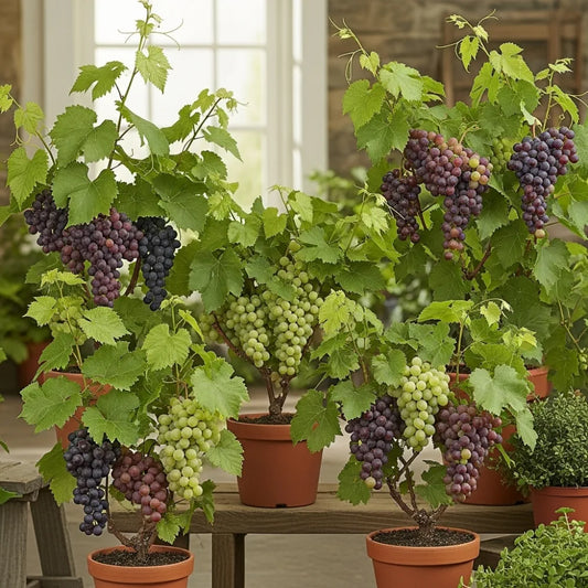 Patio Grape Vines Collection
