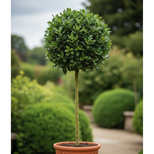 3ft 'Alaska' Patio Holly Tree | 3L Pot