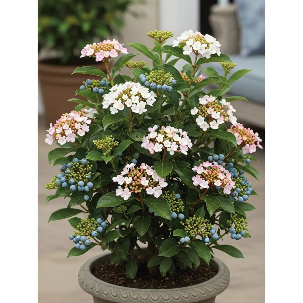 3ft Patio Laurustinus Tree | 3L Pot