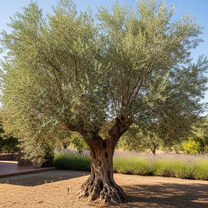 Pair of 3ft Olive Trees | Olea europaea | 2 x 3L Pots