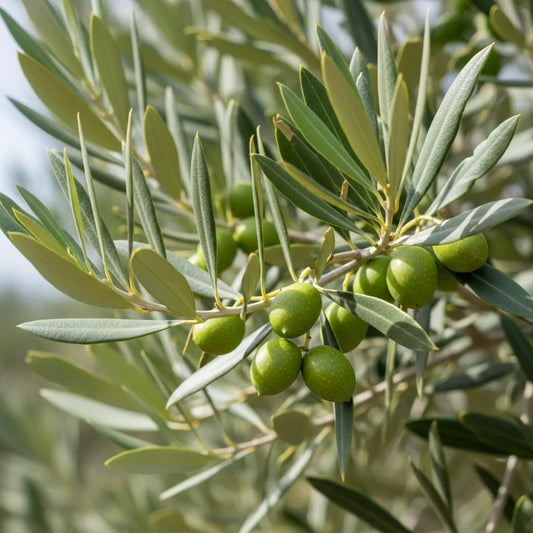 Pair of 3ft Olive Trees | Olea europaea | 2 x 3L Pots