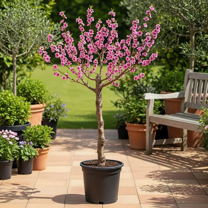 4ft 'Pink Peachy' Patio Peach Tree | 9L Pot
