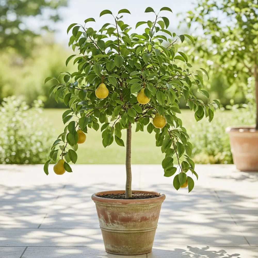 Pears Pots Patio 'Red Williams' Pear Tree | 3ft | 4.5L Pot – Planters.co.uk