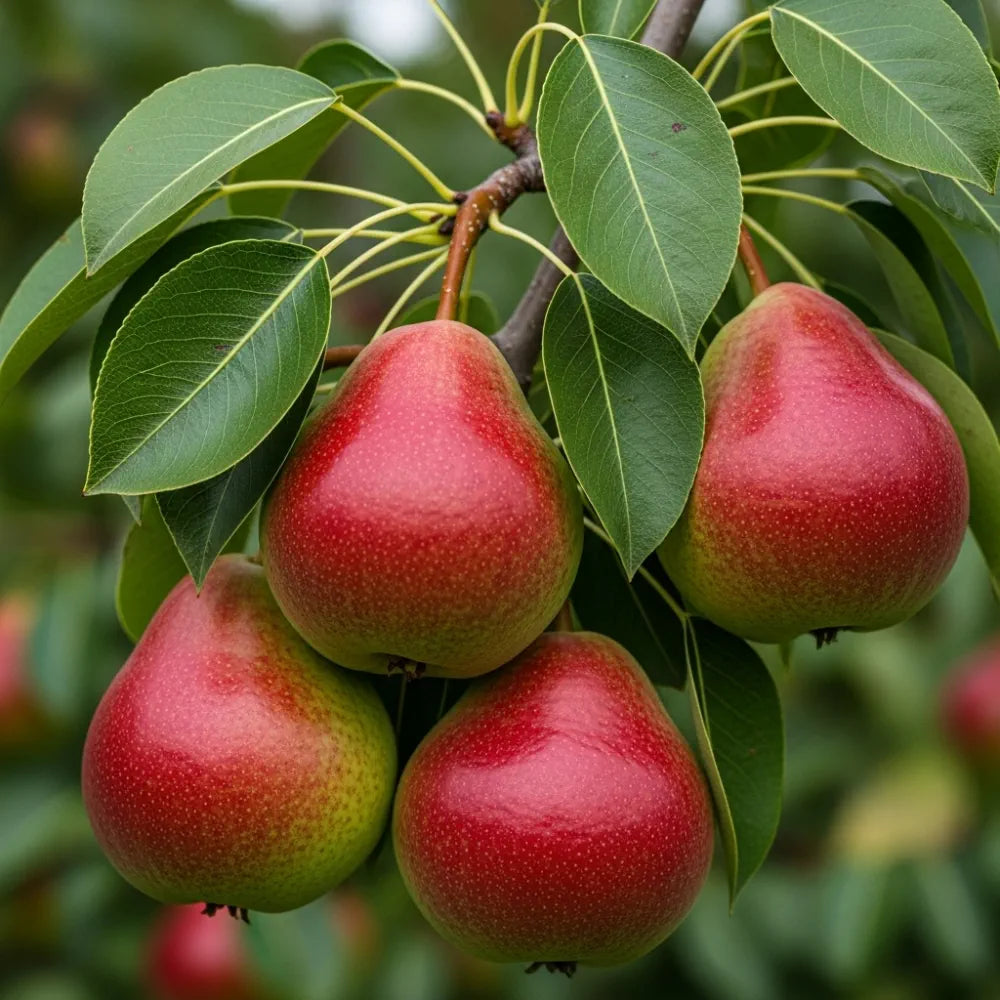 Patio 'Red Williams' Pear Tree | 3ft | 4.5L Pot