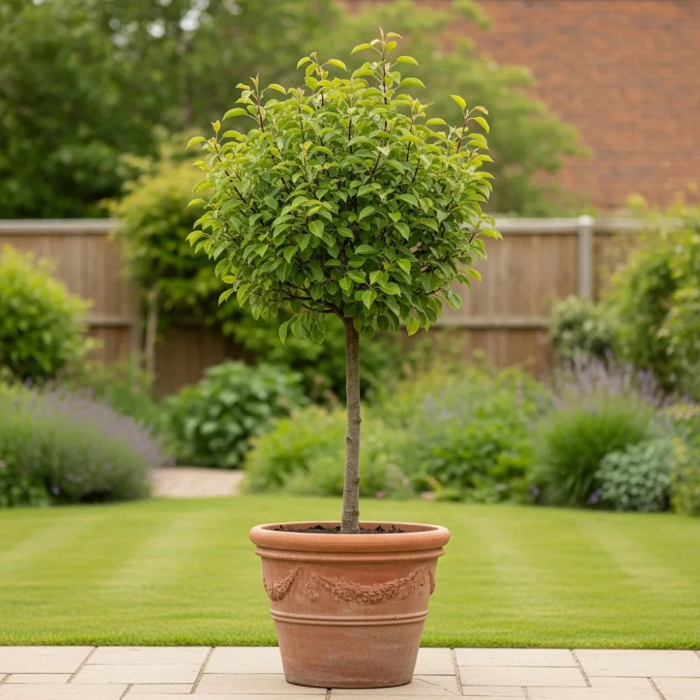 The 'Doyenné du Comice' Patio Pear Tree – Planters.co.uk