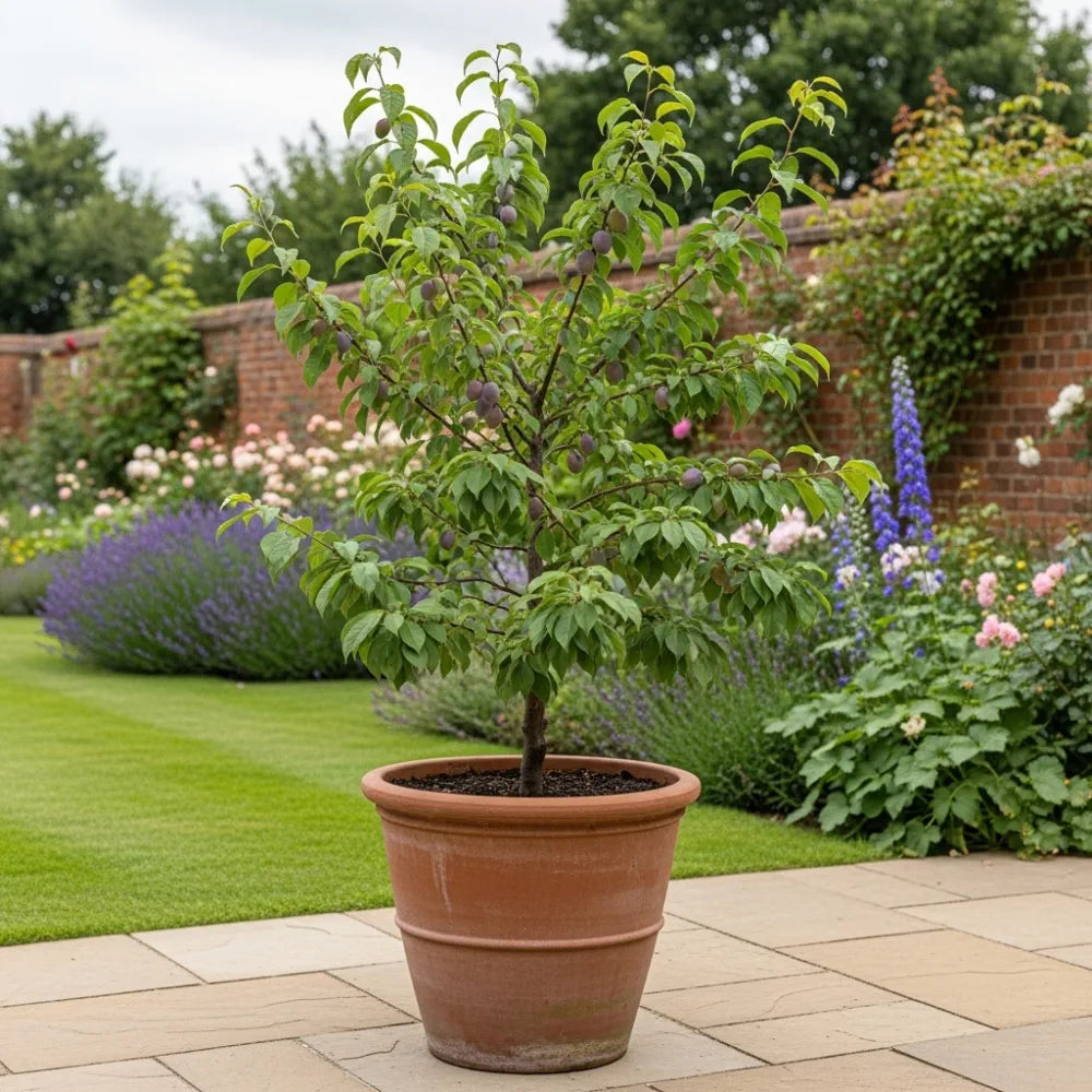 Patio 'Victoria' Plum Tree | 4.5L Pot