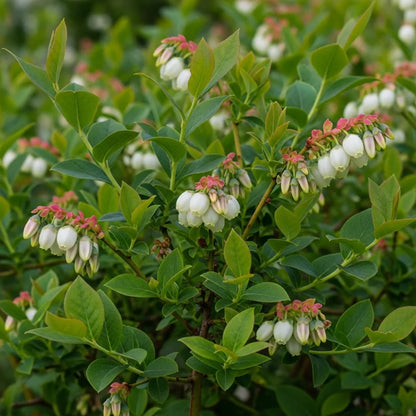 30cm 'Patriot Blueberry Bush | 2L Pot