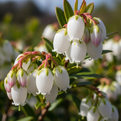 30cm 'Patriot Blueberry Bush | 2L Pot
