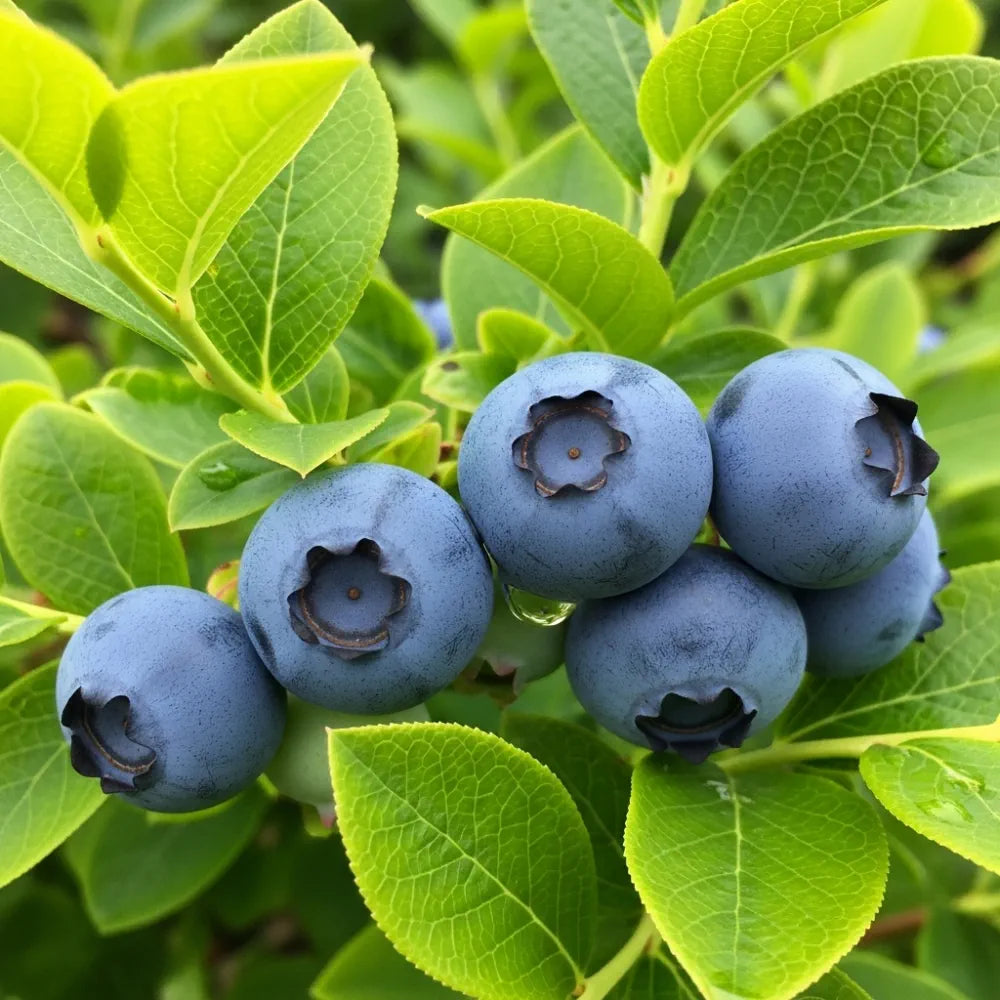 30cm 'Patriot Blueberry Bush | 2L Pot