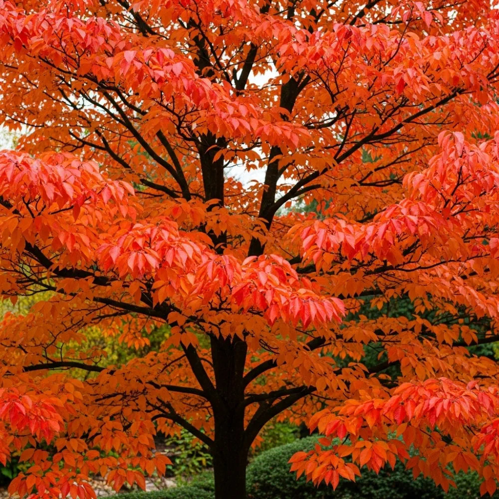 3ft Persian Ironwood Tree | Parrotia persica 'Vanessa' | 4.5L Pot