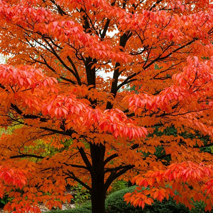 3ft Persian Ironwood Tree | Parrotia persica 'Vanessa' | 4.5L Pot