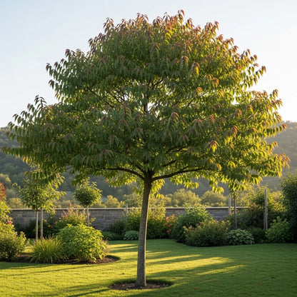 2ft Persian Ironwood Tree | Parrotia persica | 3L Pot