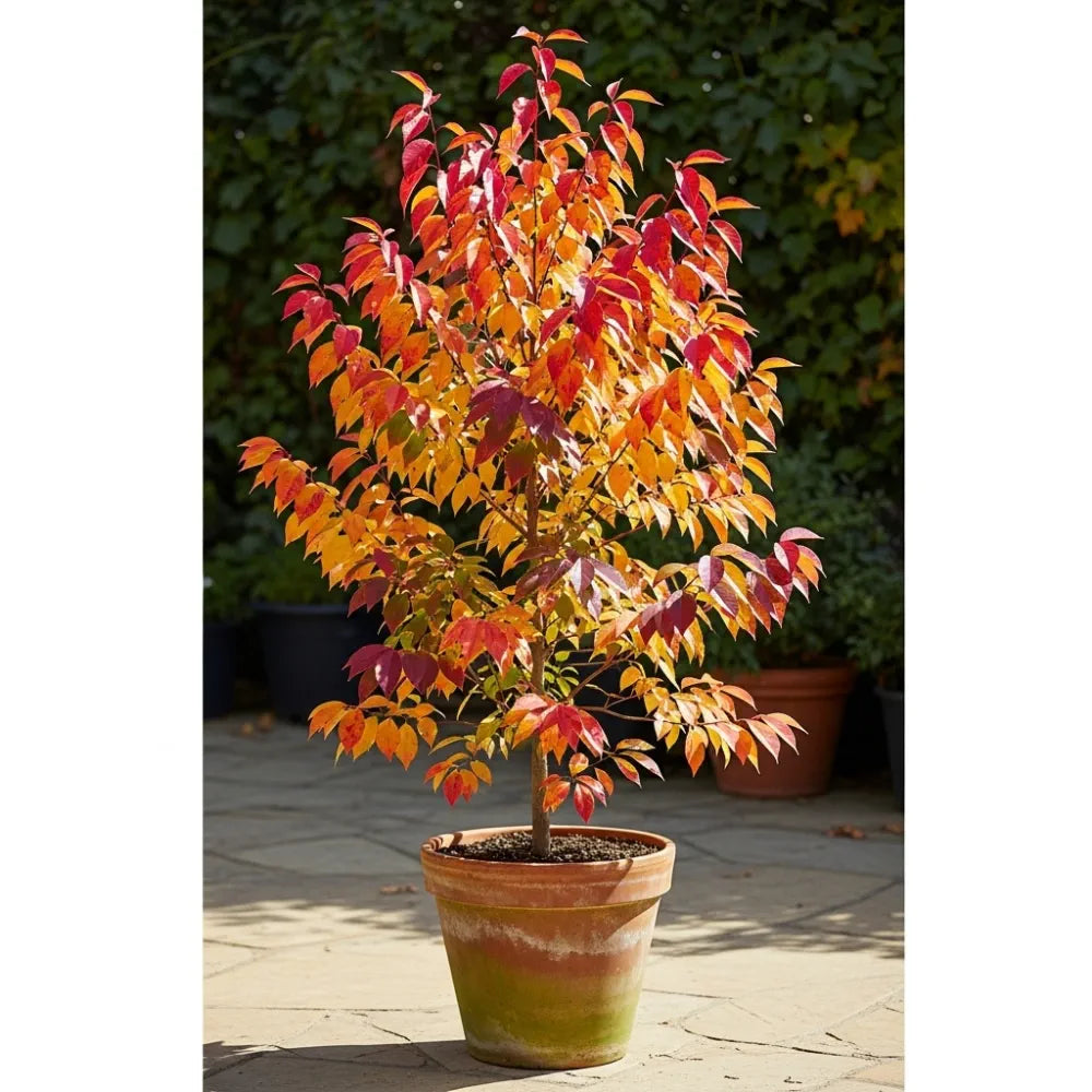 3ft Persian Ironwood Tree | Parrotia persica 'Vanessa' | 4.5L Pot