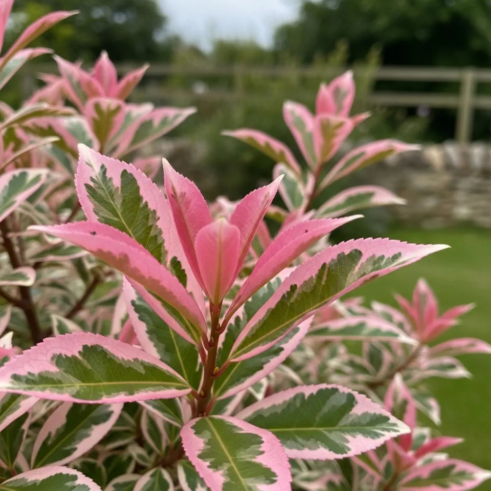Photinia 'Pink Marble' | 3L Pot