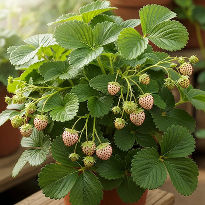 10x 'Pineberry' Strawberry Plant | Bare Root