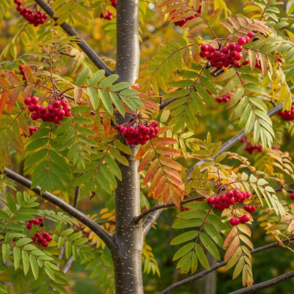 5ft Pink Berried Mountain Ash Tree | Sorbus Eastern Promise  | 9L Pot | 2 Years Old
