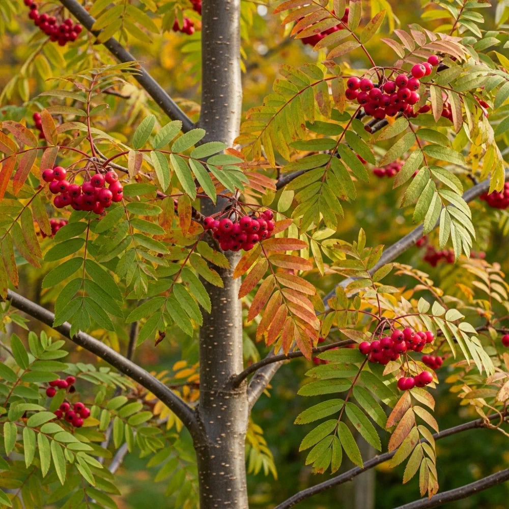6ft Half-Standard 'Eastern Promise' Pink Berried Mountain Ash Tree | Mature Bare Root | 6/8cm Girth