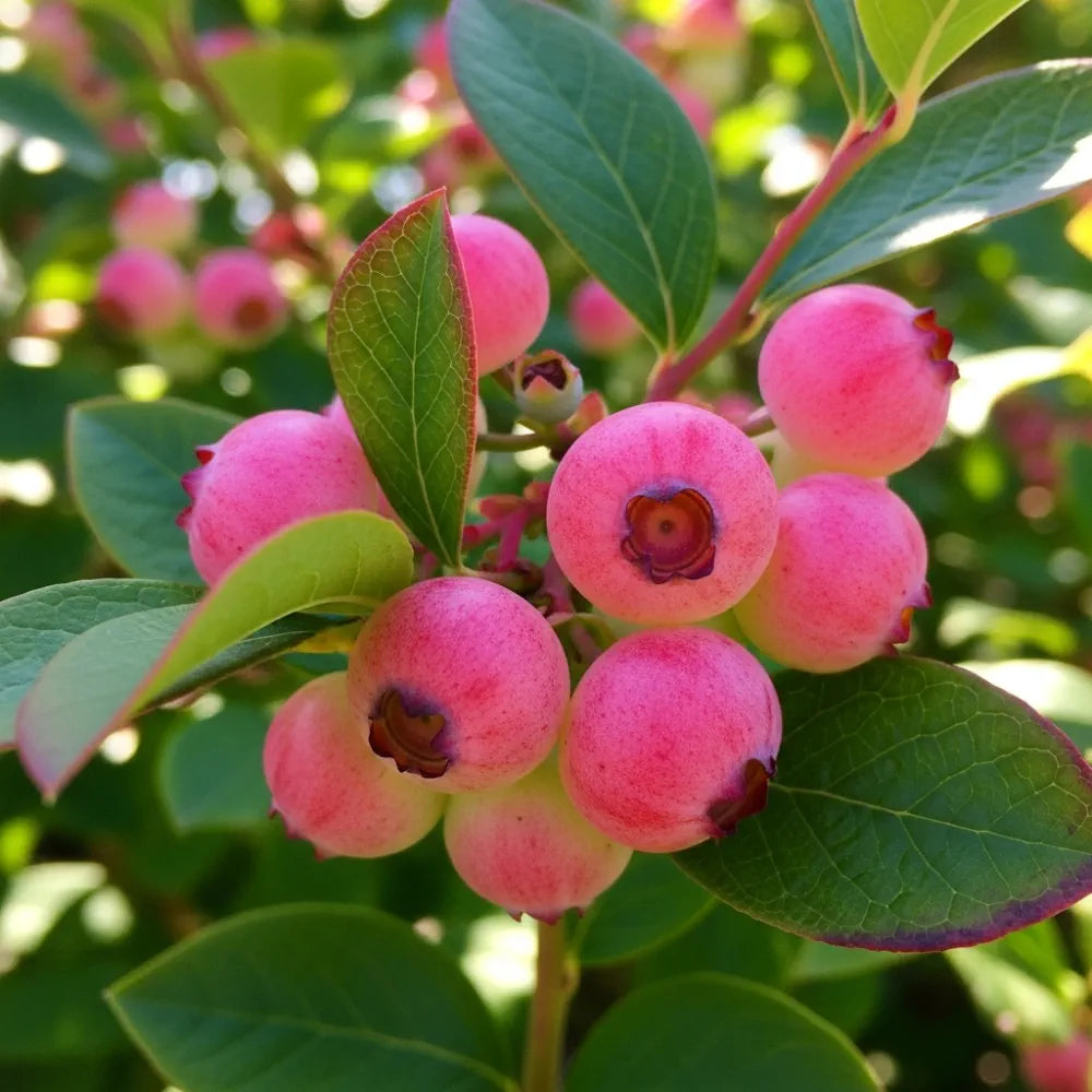 Large 'Pink Lemonade Blueberry Bush | 5L Pot