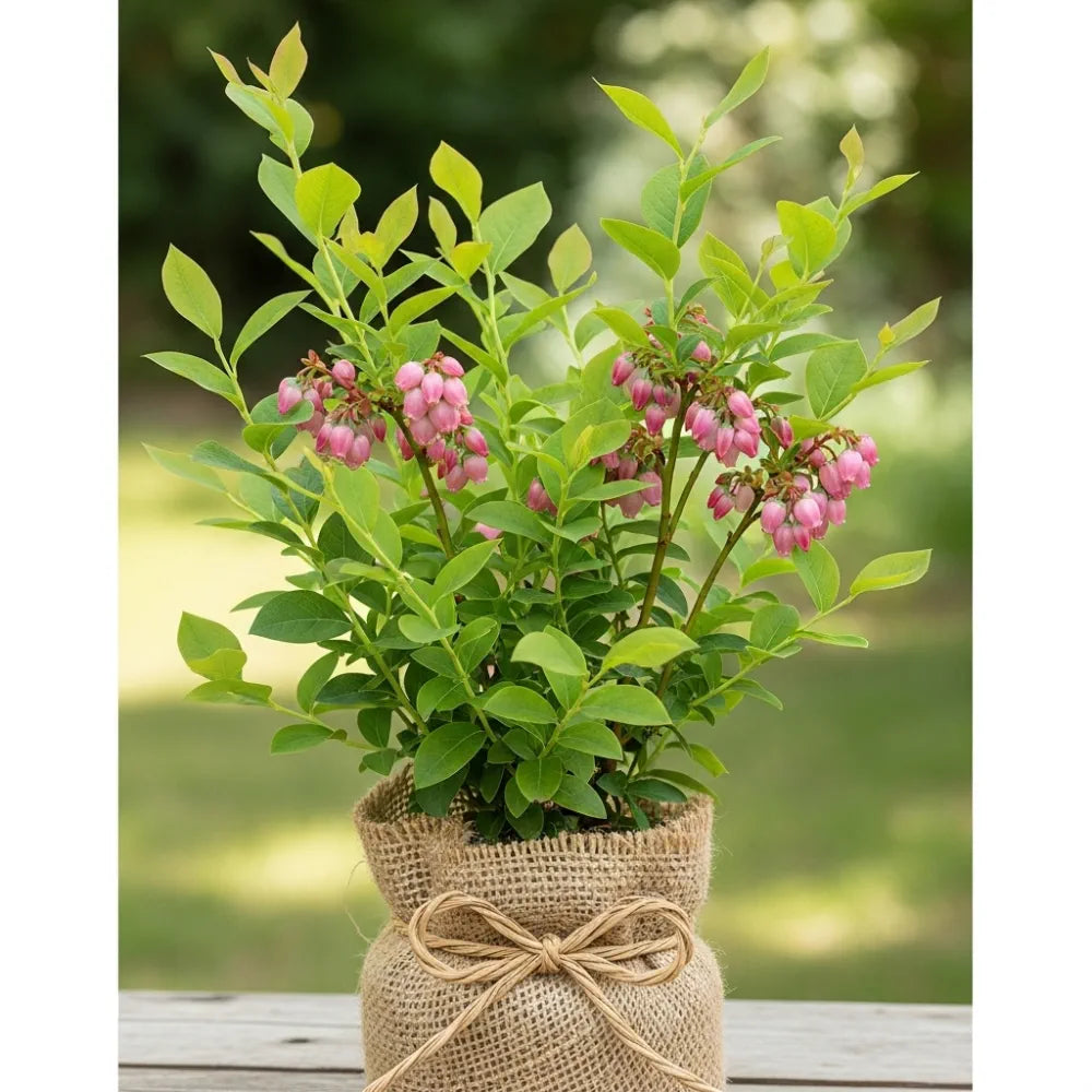 30cm 'Pink Lemonade Blueberry Bush | 2L Pot
