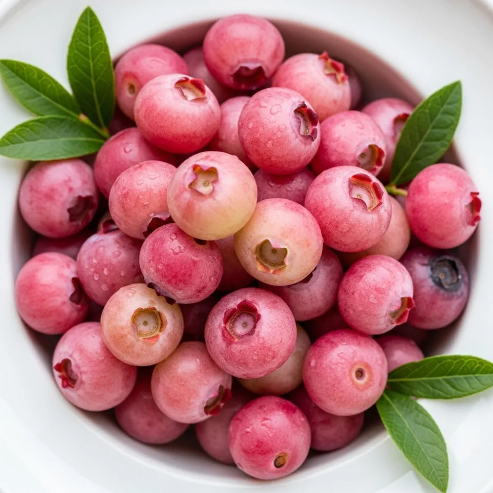 Large 'Pink Lemonade Blueberry Bush | 5L Pot