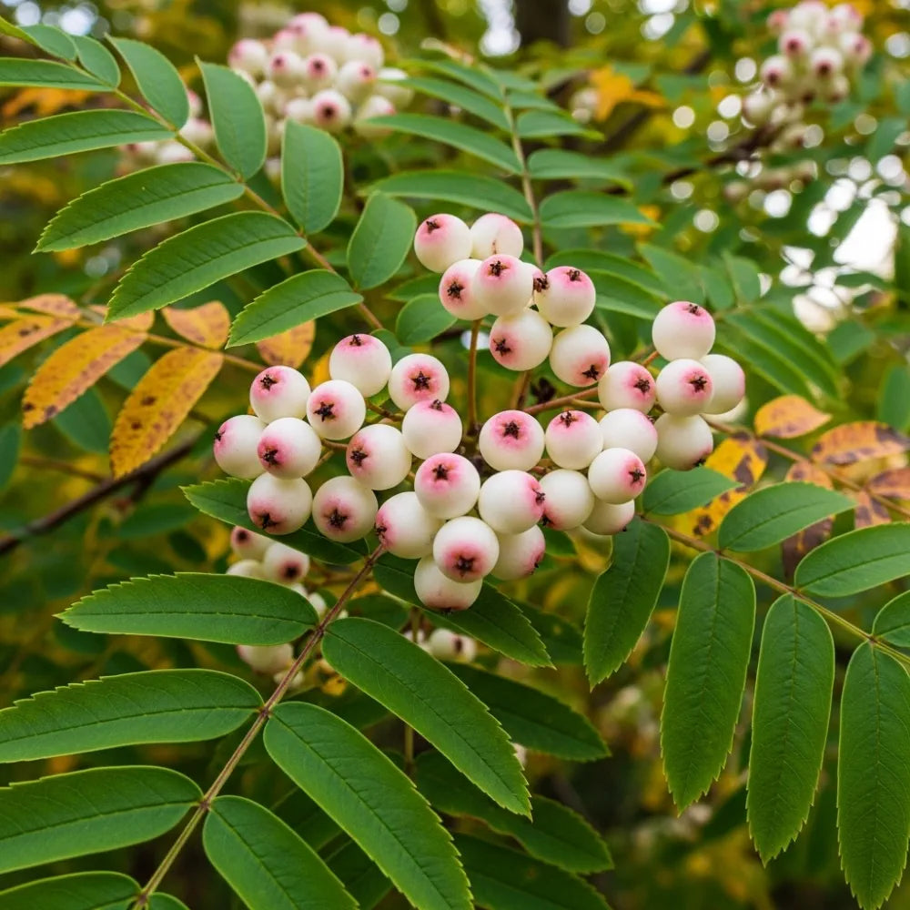 5ft 'Pink Pagoda' Rowan Tree | Sorbus hupehensis | 9L Pot | 2 Years Old