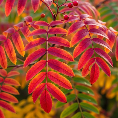 10ft Half-Standard 'Pink Pagoda' Mature Mountain Ash Tree | 6/8cm Girth | Grown in 40L Airpot