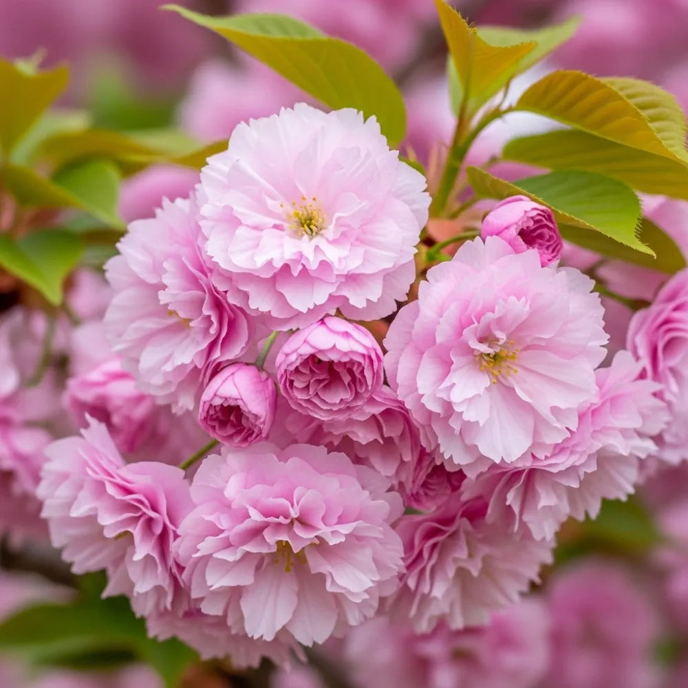 Pink Perfection' Cherry Blossom Tree | Bare Root | 2 Years Old