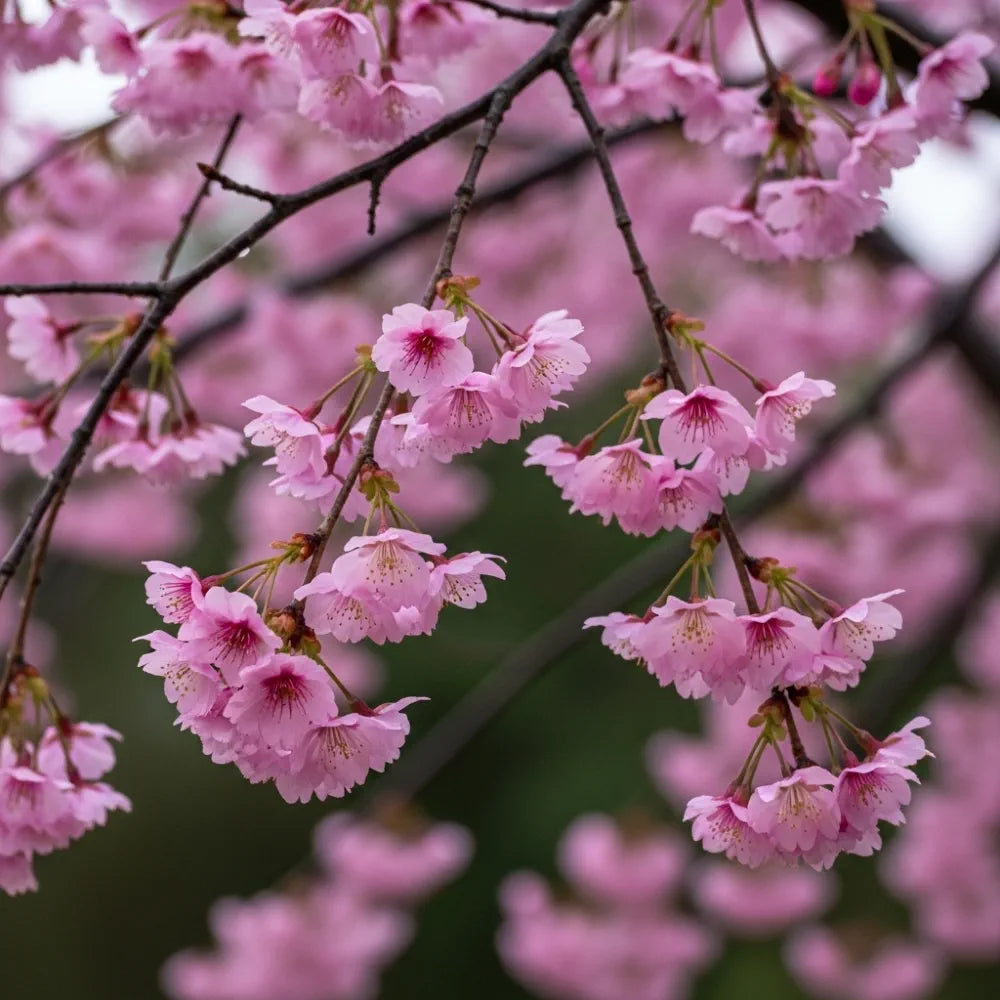 13ft Standard Pink Winter Flowering Cherry Blossom Tree | Mature Bare Root 'Autumnalis Rosea' | 8/10cm Girth