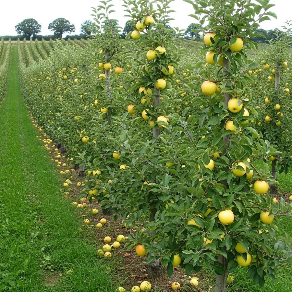 5ft 'Pitmaston Pineapple' Apple Tree | 9L Pot | 2 Years Old
