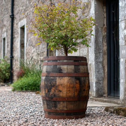 #65-70cm(D) x 90cm(H) Full Barrel
#Natural Timber/Rustic Band
#with Liner
#without Liner