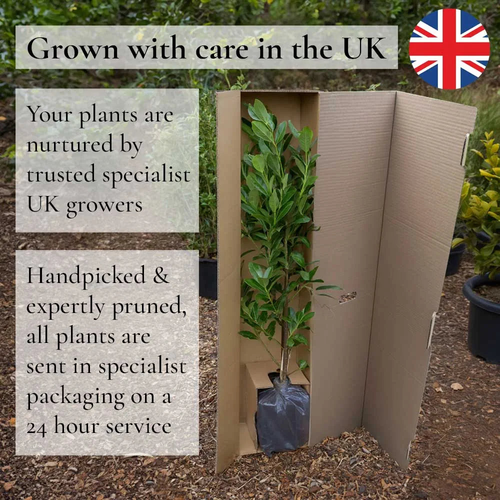 Biodegradable Rabbit Guard – Planters.co.uk