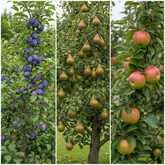 Top 3 Performing Fruit Trees to Grow in the UK | 3 x 5ft Bare Root Trees | Apple, Pear & Plum Trees
